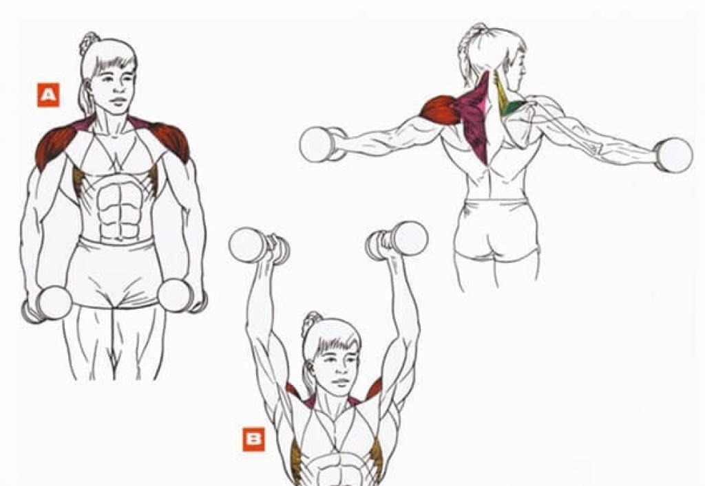 Swing dumbbells to the sides while standing - execution technique Raising dumbbells through the sides