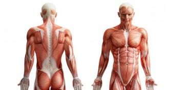 Muscle tissue: types, structure, physiological properties