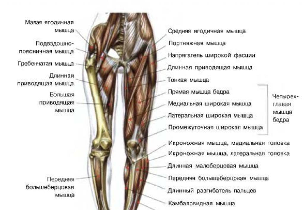 What muscles work in the feet?